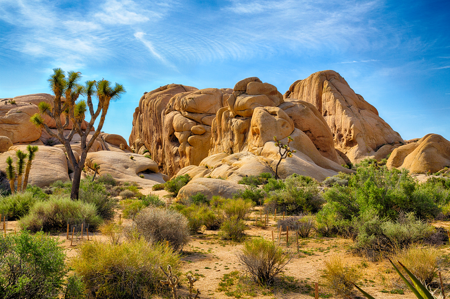 Joshua Tree Forest - Mojave National Preserve