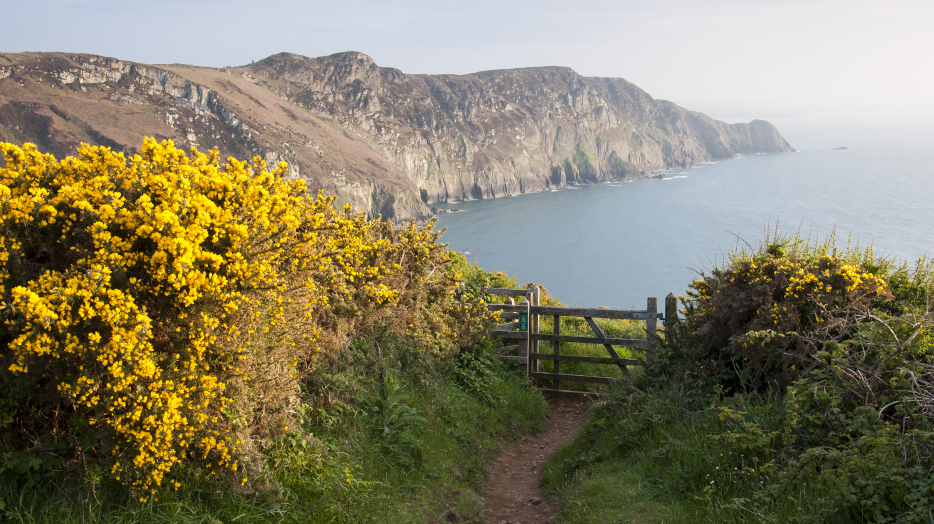 Coastal path near the Youth Hostel at Pwll Deri in Pembrokeshire. Yellow gorse in full bloom. Path leading to gate with view of cliffs and sea in afternoon sunlight.